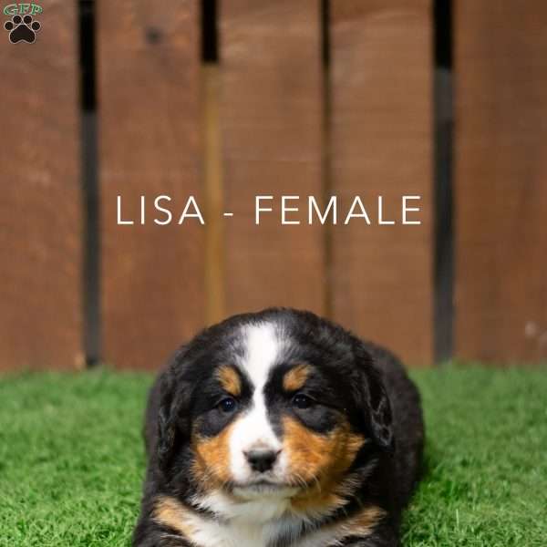 Lisa, Bernese Mountain Dog Puppy